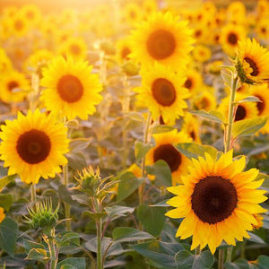 Meet your Posher, Valarie